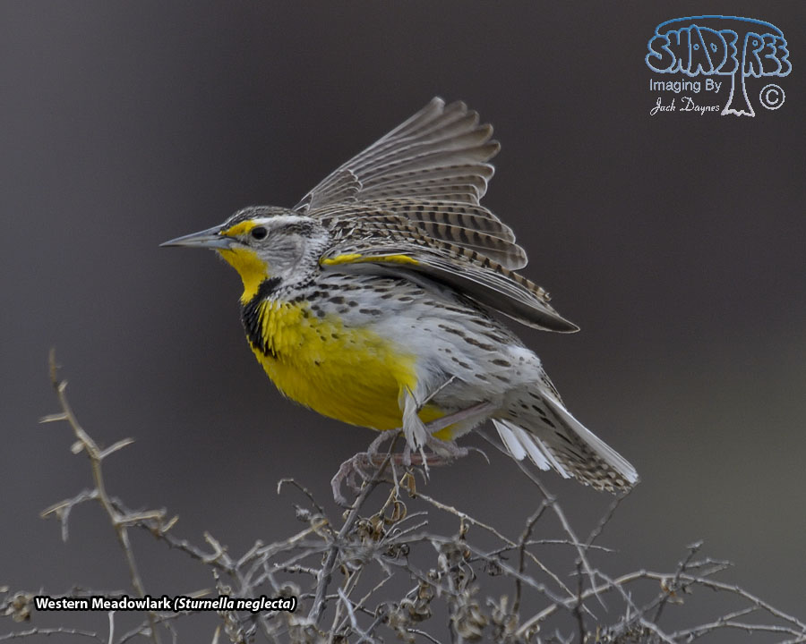 Western Meadowlark - Sturnella neglecta