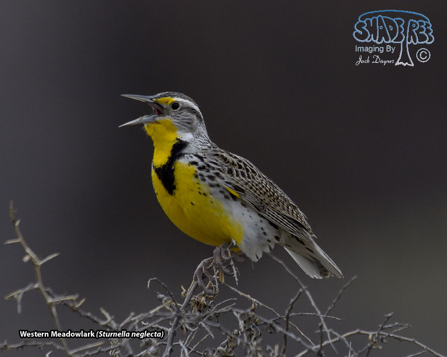 Western Meadowlark - Sturnella neglecta