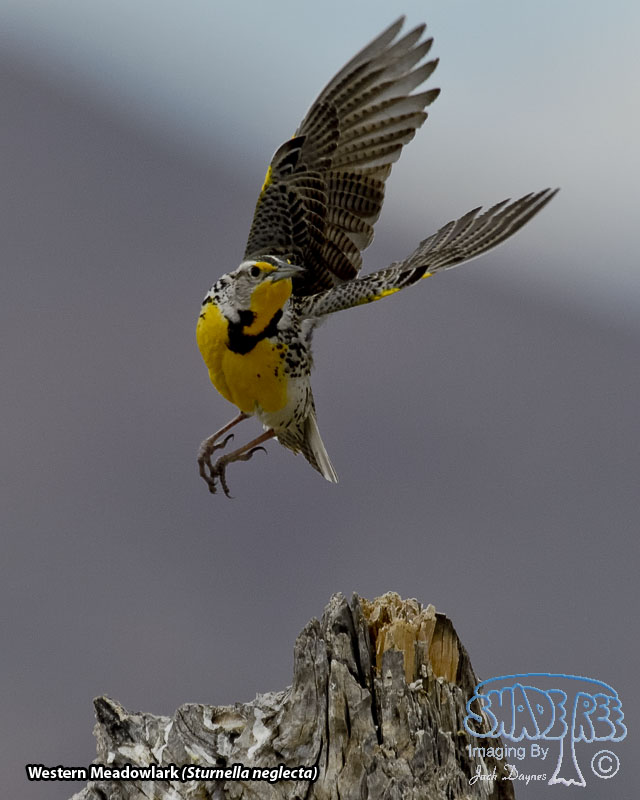 Western Meadowlark - Sturnella neglecta