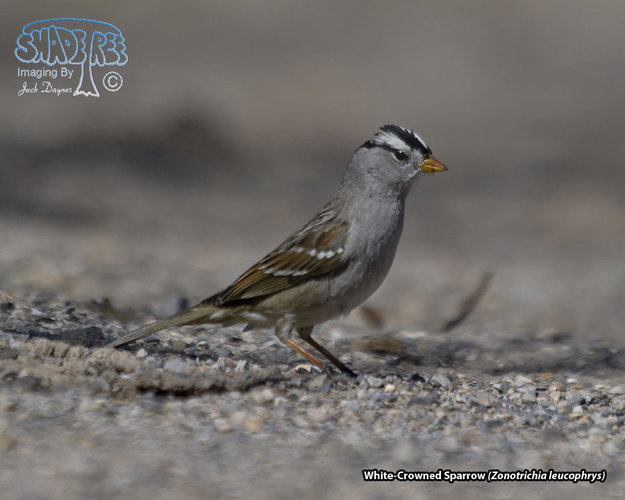 White-Crowned Sparrow - Zonotrichia leucophrys