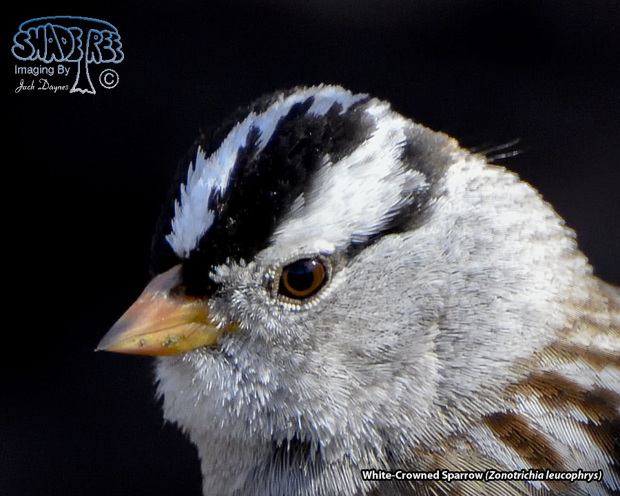 White-Crowned Sparrow - Zonotrichia leucophrys