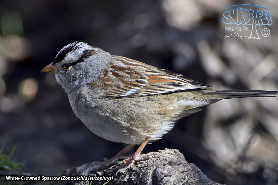 White-Crowned Sparrow - Zonotrichia leucophrys