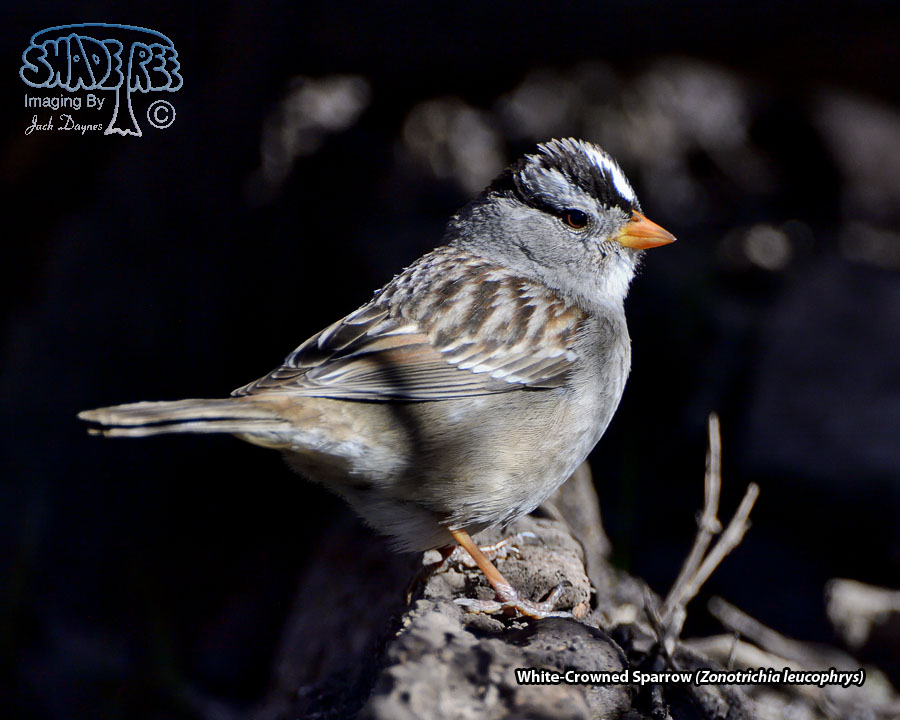 White-Crowned Sparrow - Zonotrichia leucophrys