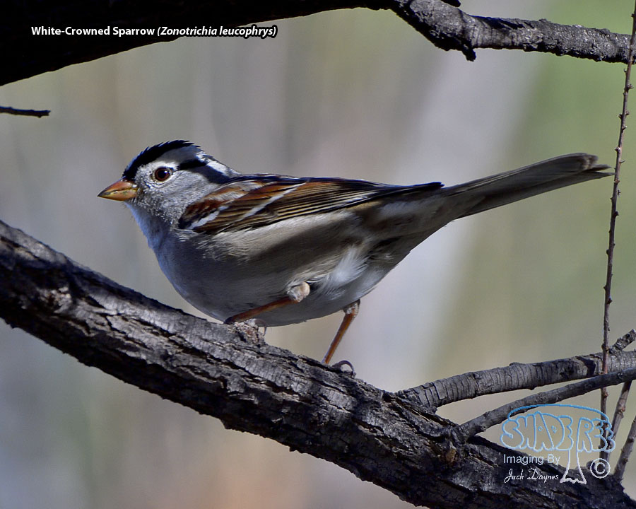 White-Crowned Sparrow - Zonotrichia leucophrys