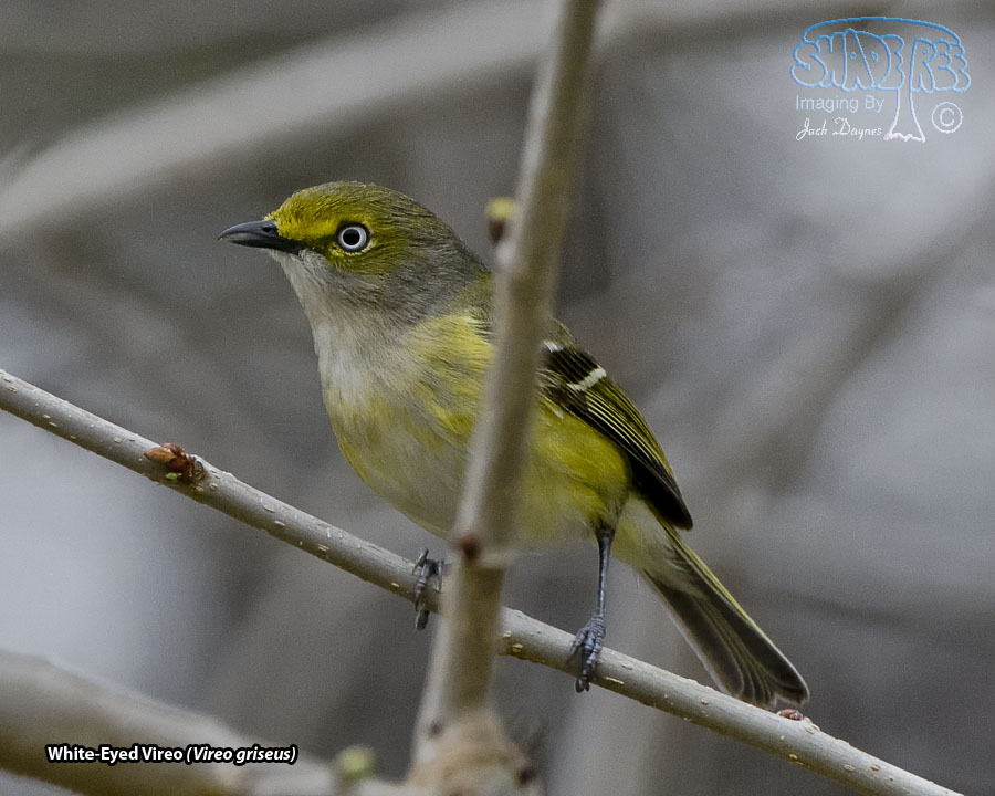 White-Eyed Vireo - Vireo griseus