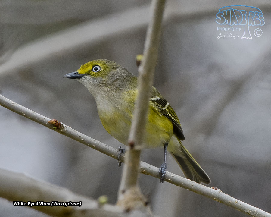 White-Eyed Vireo - Vireo griseus