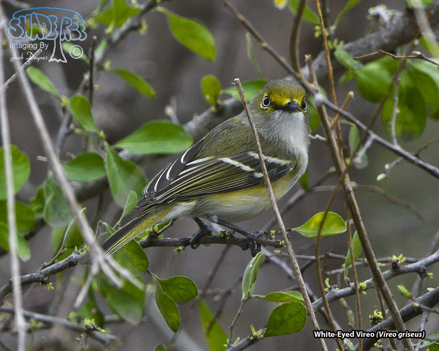 White-Eyed Vireo - Vireo griseus