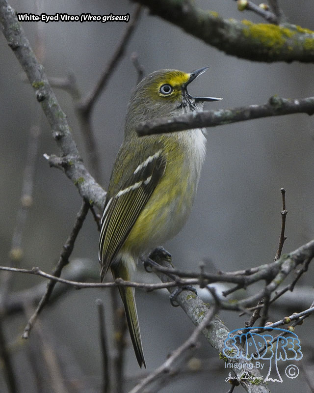 White-Eyed Vireo - Vireo griseus