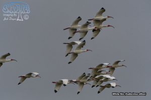 2020 Bird Gallery Updates: Part 1