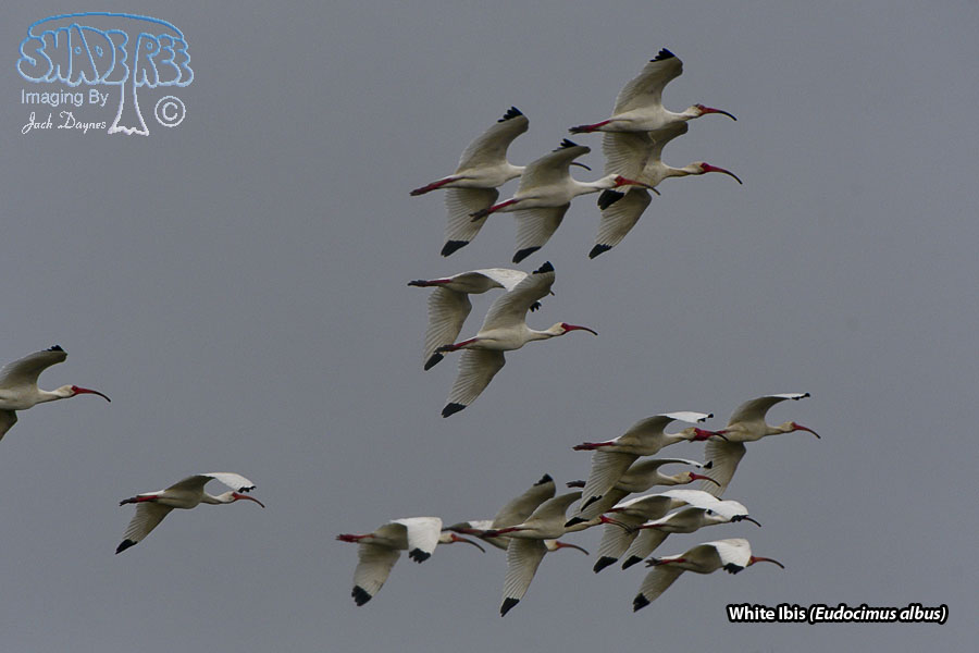American White Ibis - Eudocimus albus