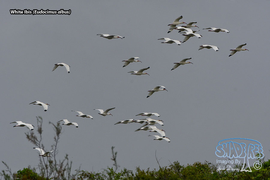 American White Ibis - Eudocimus albus