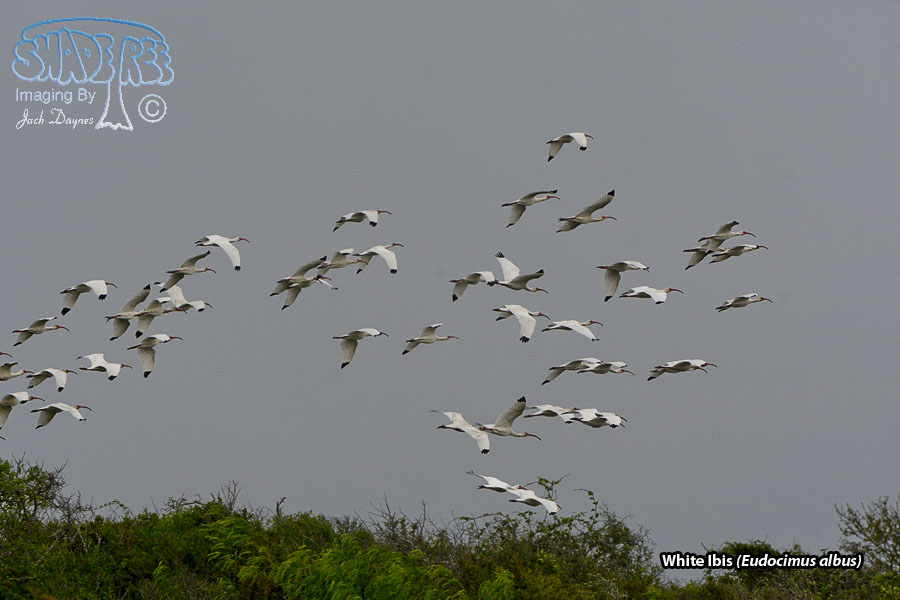 American White Ibis - Eudocimus albus