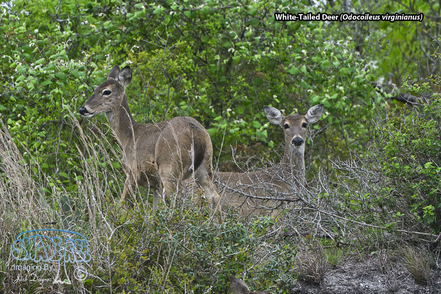 White-Tailed Deer - Odocoileus virginianus