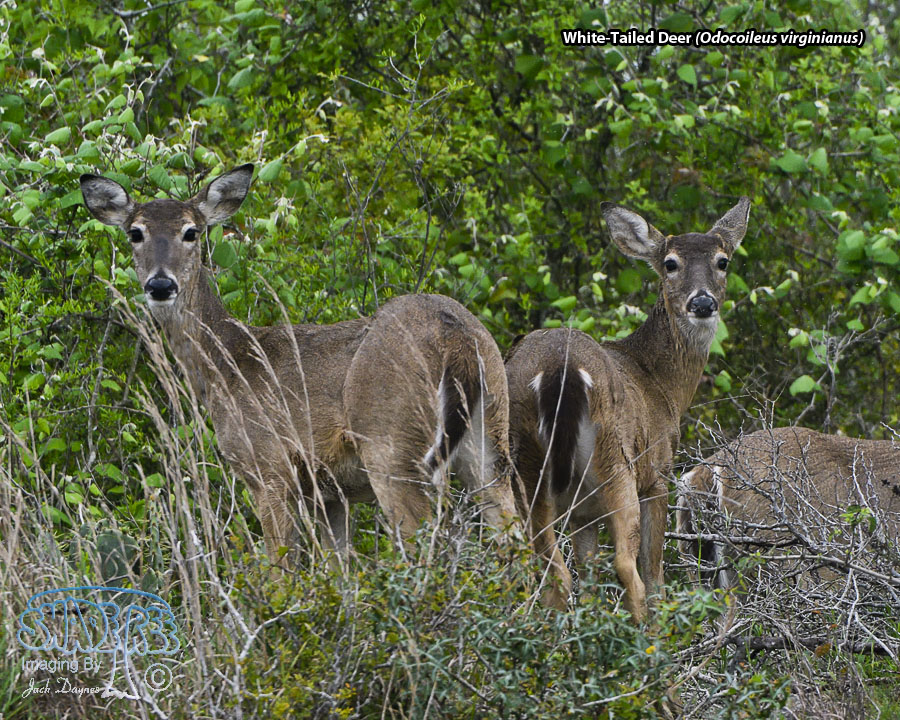 White-Tailed Deer - Odocoileus virginianus