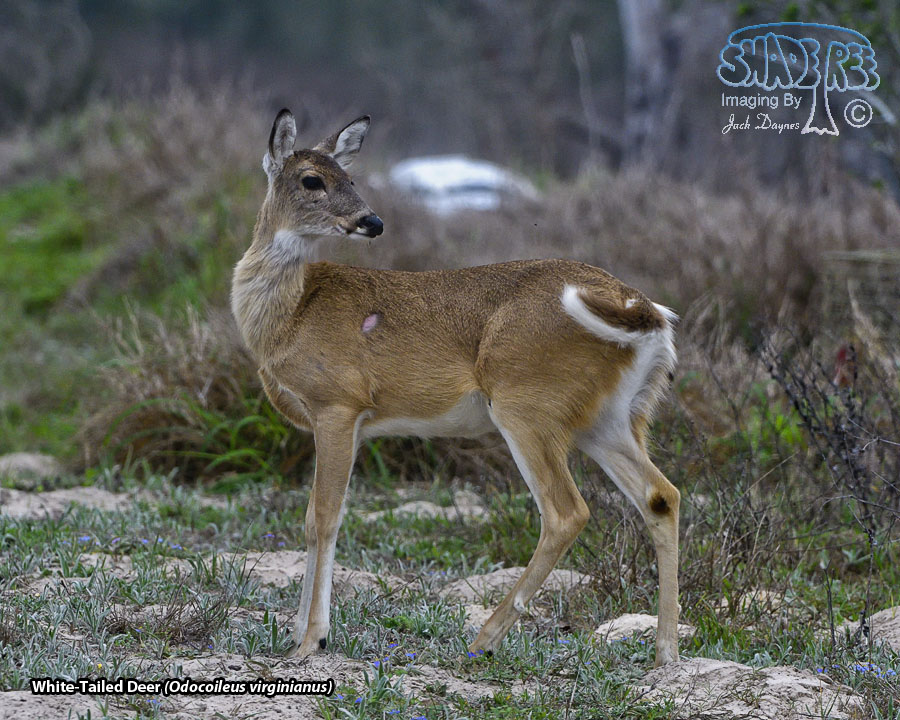 White-Tailed Deer - Odocoileus virginianus