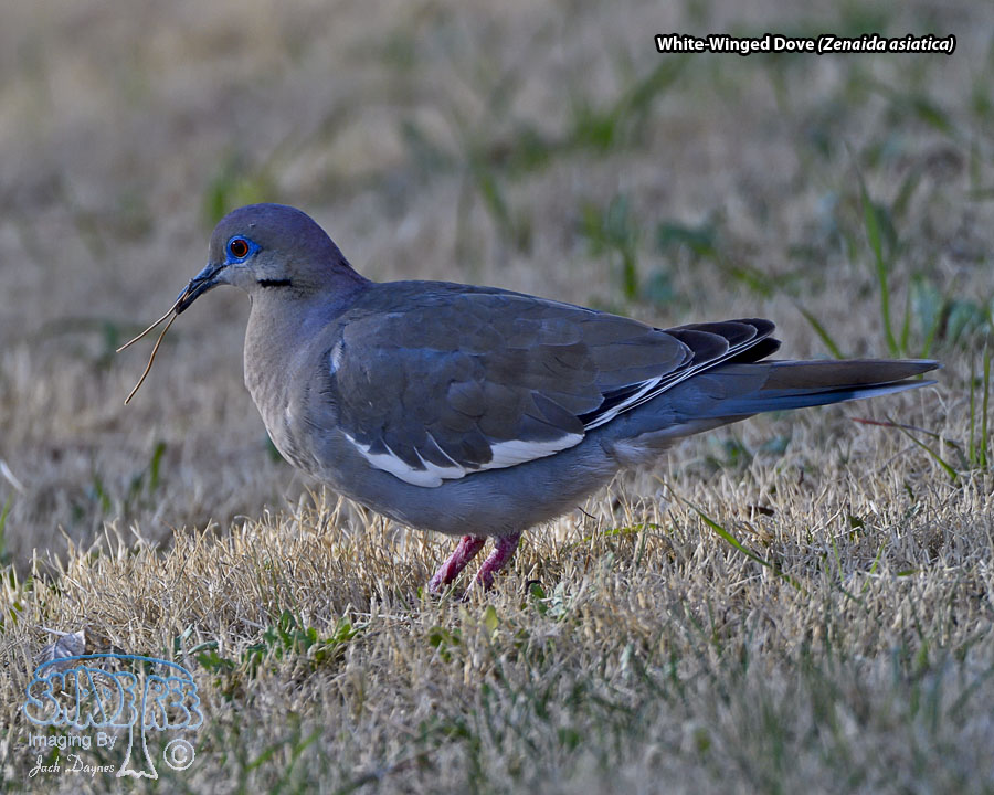 White-Winged Dove - Zenaida asiatica