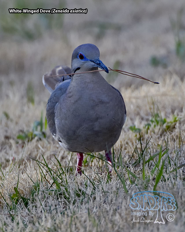 White-Winged Dove - Zenaida asiatica