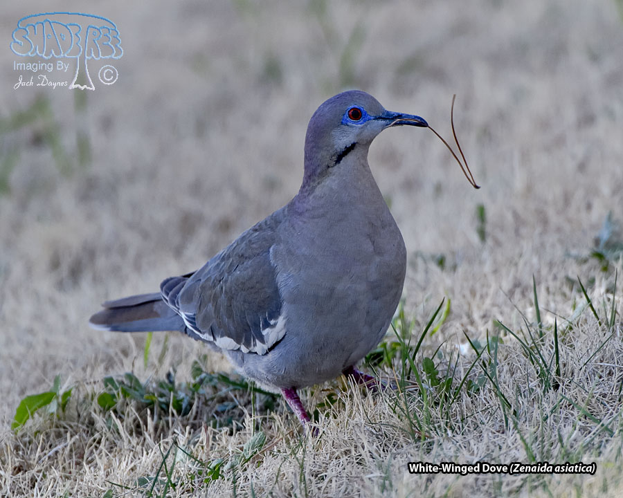 White-Winged Dove - Zenaida asiatica