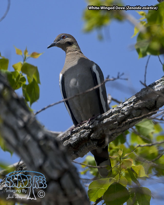 White-Winged Dove - Zenaida asiatica