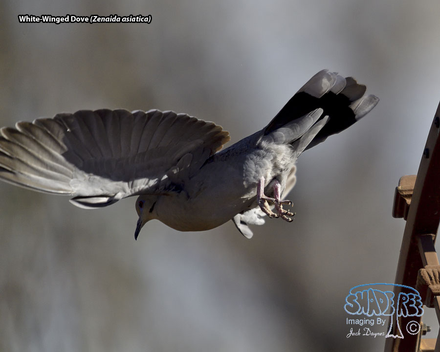 White-Winged Dove - Zenaida asiatica