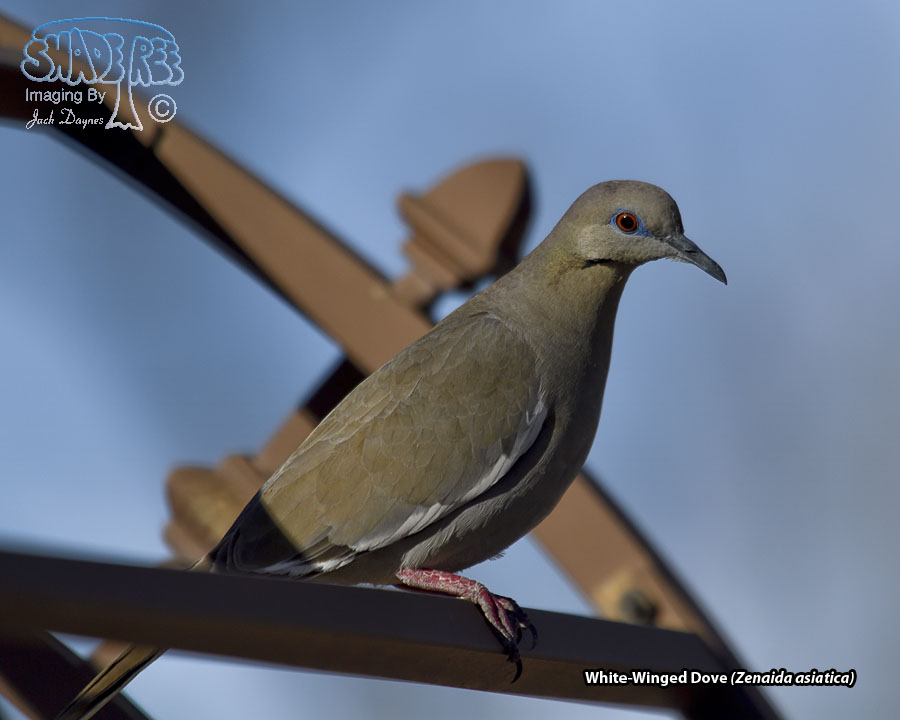White-Winged Dove - Zenaida asiatica