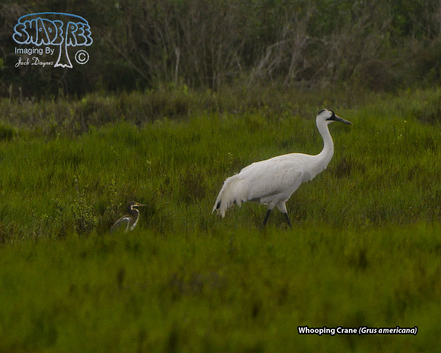 Whooping Crane - Grus americana