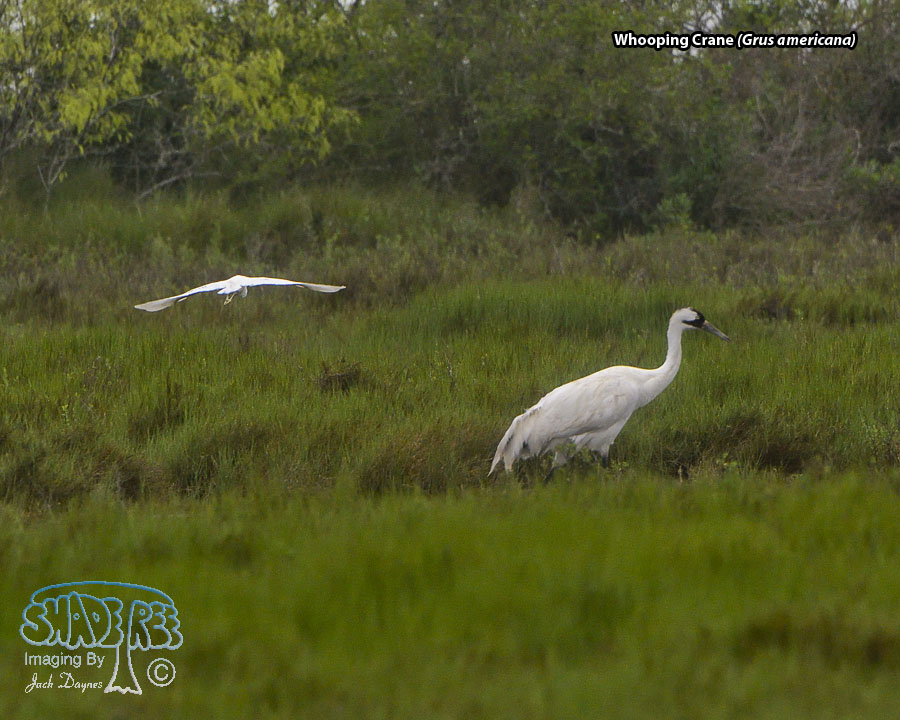 Whooping Crane - Grus americana