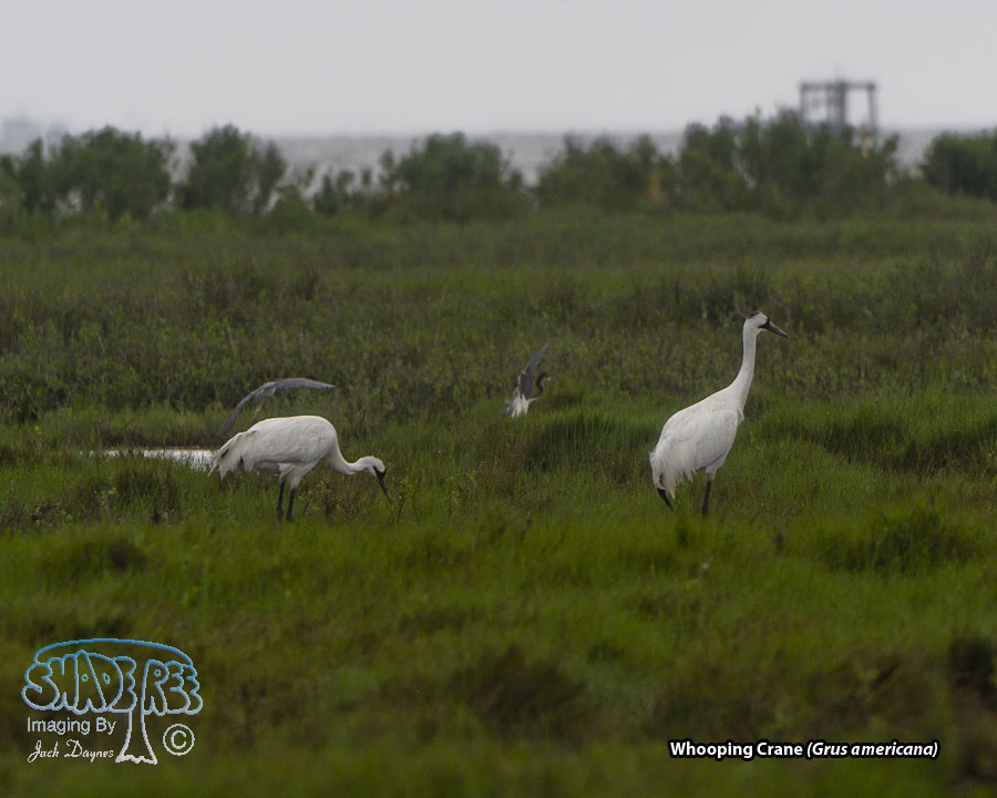 Whooping Crane - Grus americana
