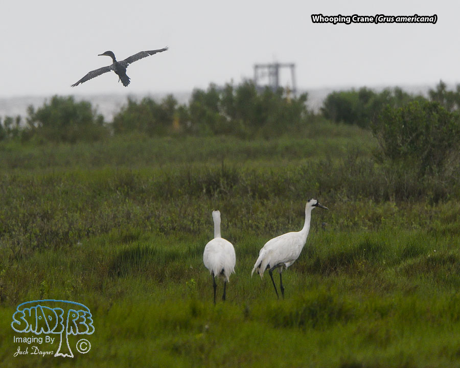 Whooping Crane - Grus americana