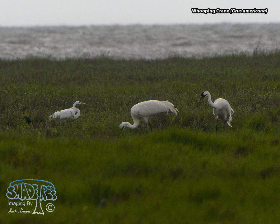 Whooping Crane - Grus americana