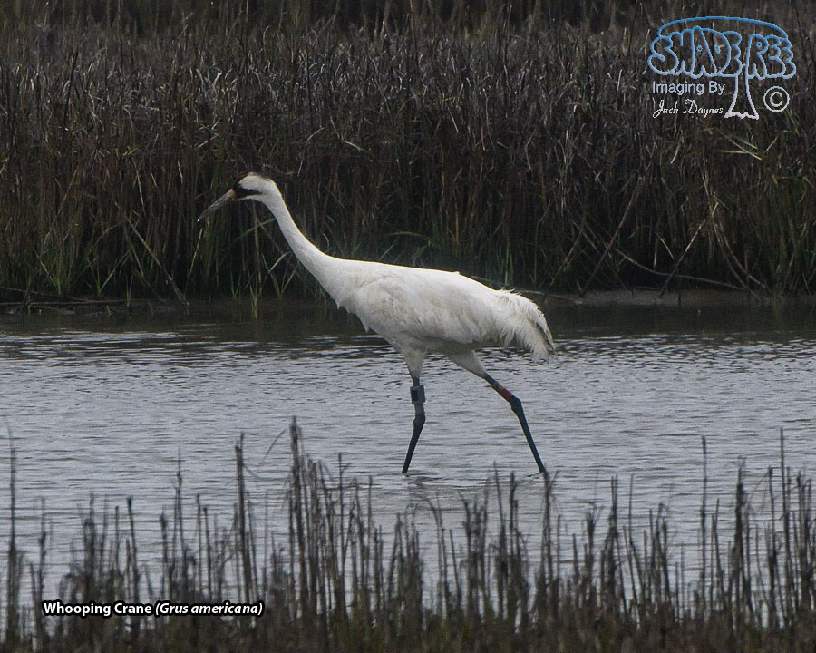 Whooping Crane - Grus americana