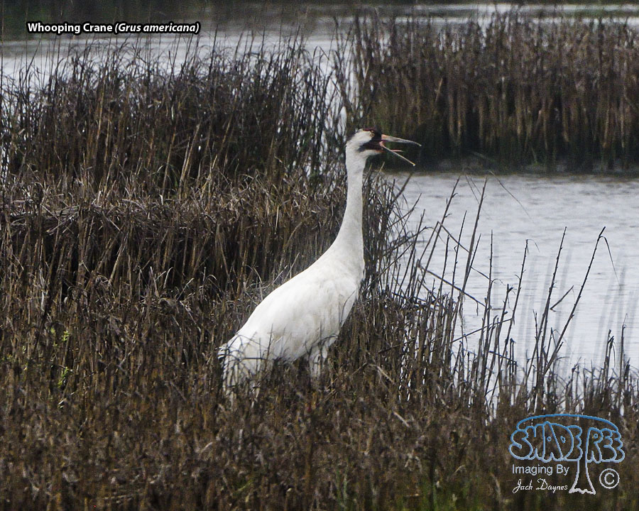 Whooping Crane - Grus americana