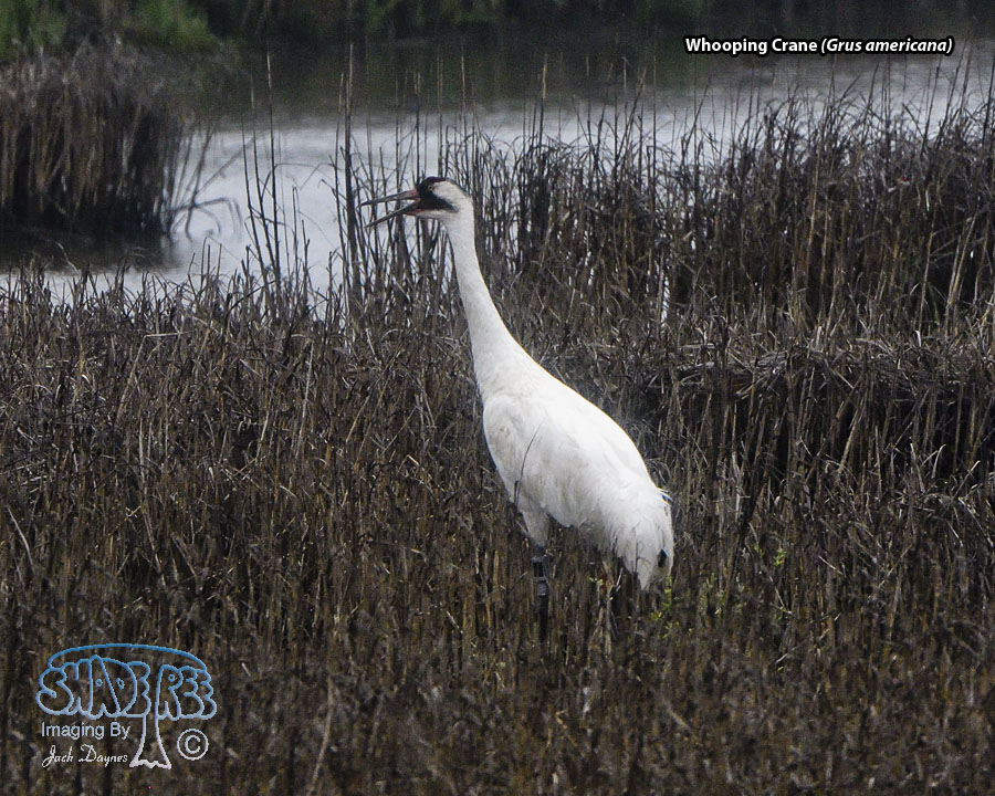Whooping Crane - Grus americana