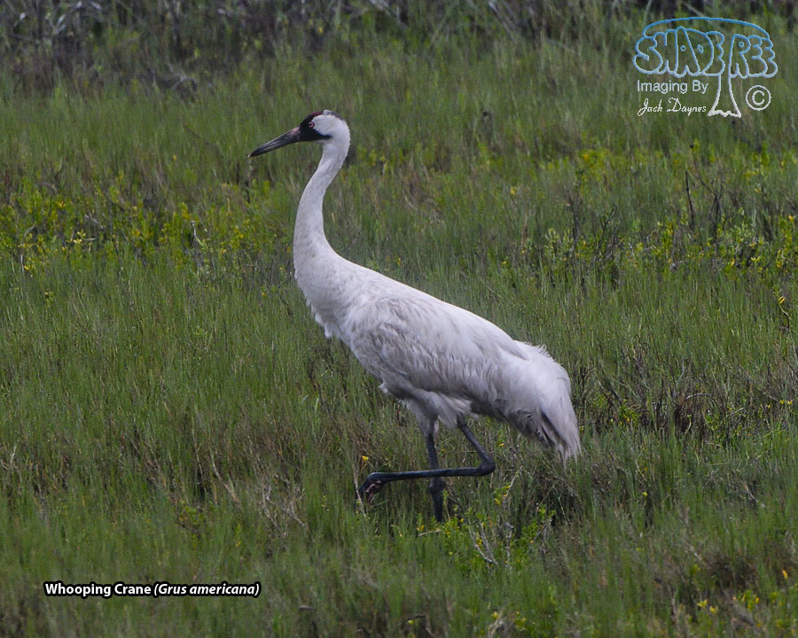 Whooping Crane - Grus americana