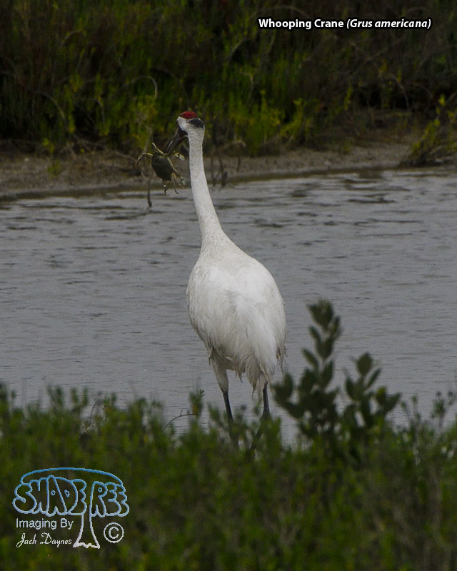 Whooping Crane - Grus americana