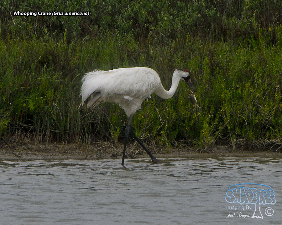Whooping Crane - Grus americana