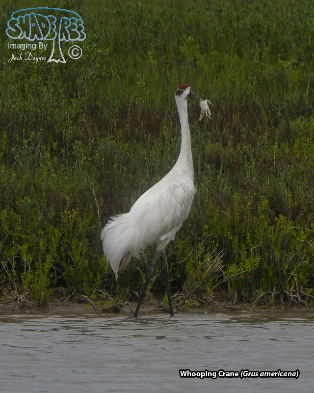 Whooping Crane - Grus americana