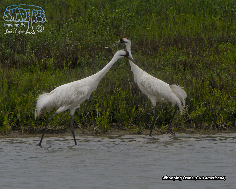 Whooping Crane - Grus americana