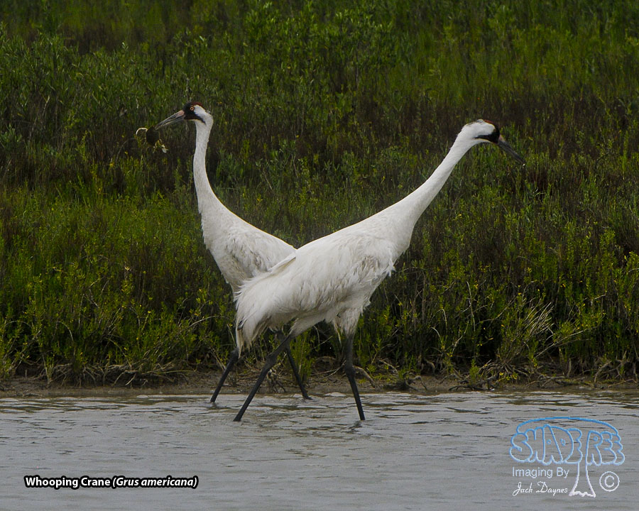 Whooping Crane - Grus americana