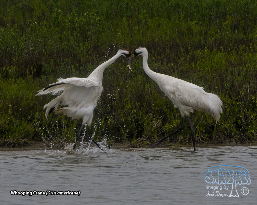 Whooping Crane - Grus americana