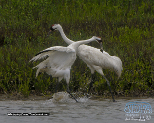 Memories of Aransas NWR