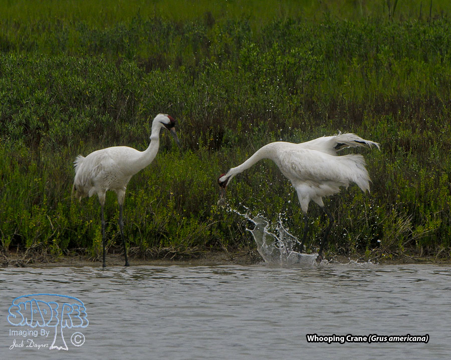 Whooping Crane - Grus americana