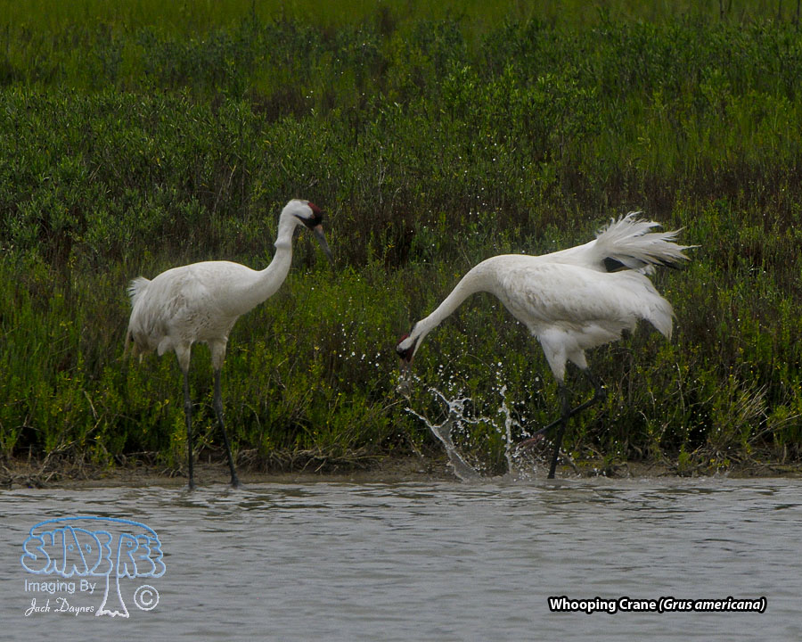 Whooping Crane - Grus americana