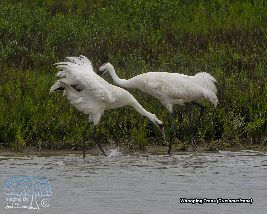 Whooping Crane - Grus americana
