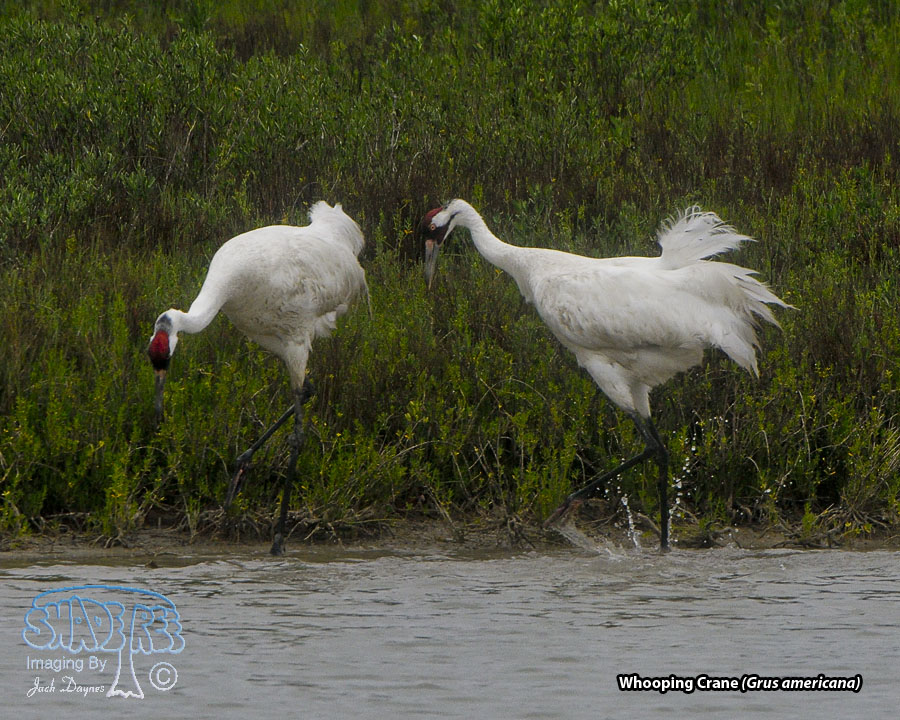 Whooping Crane - Grus americana