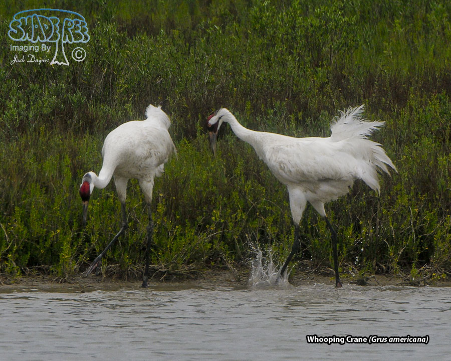Whooping Crane - Grus americana