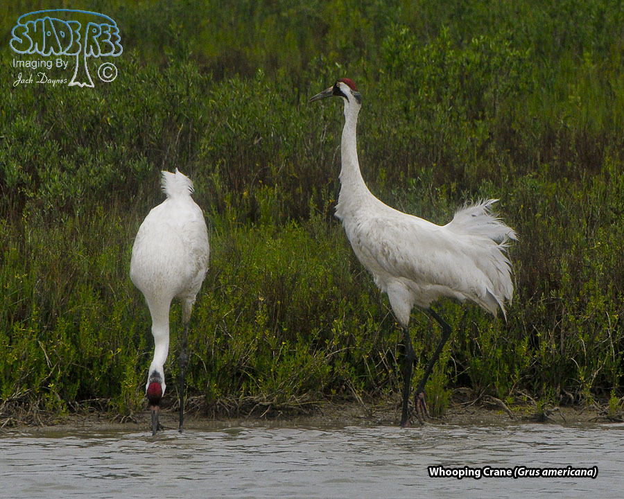 Whooping Crane - Grus americana