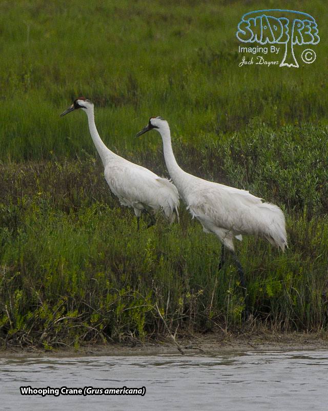 Whooping Crane - Grus americana
