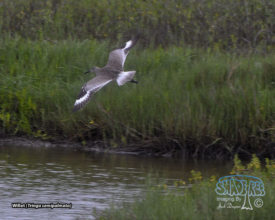 Willet - Tringa semipalmata