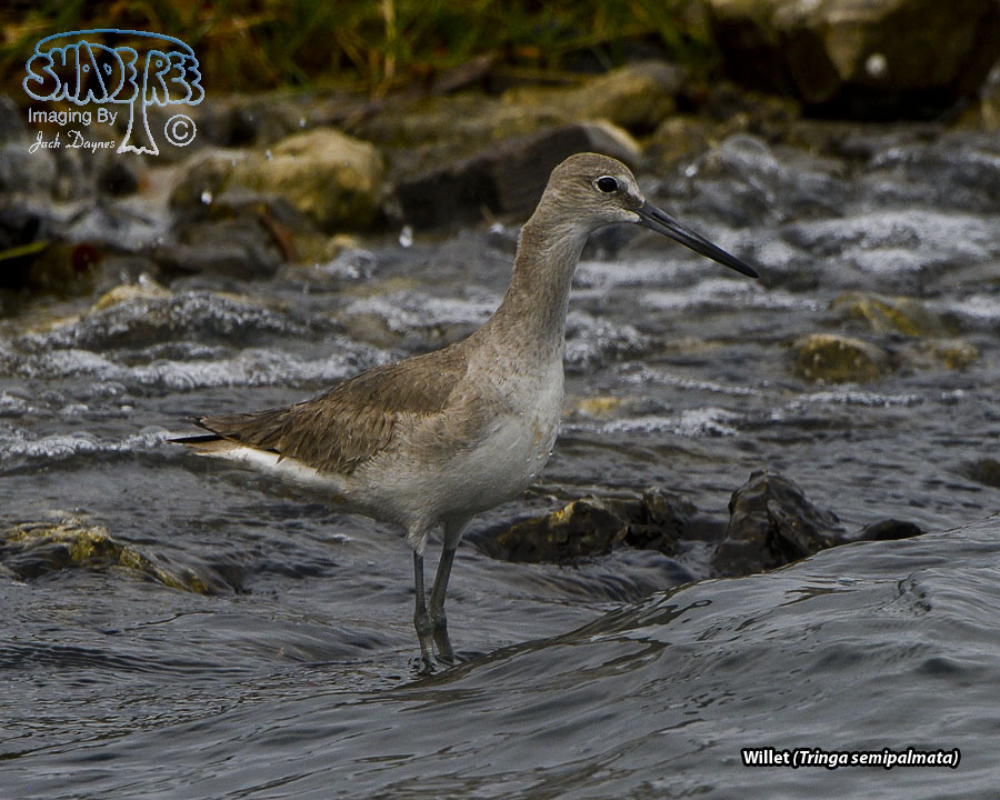 Willet - Tringa semipalmata